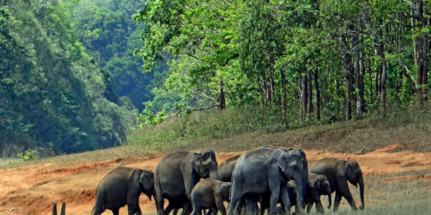 Viagem a Kerala Índia